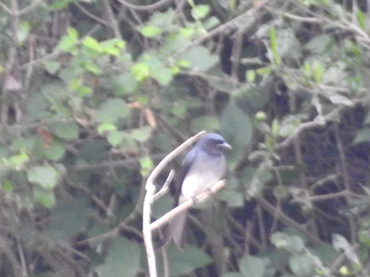 White-bellied Drongo - Prakash G