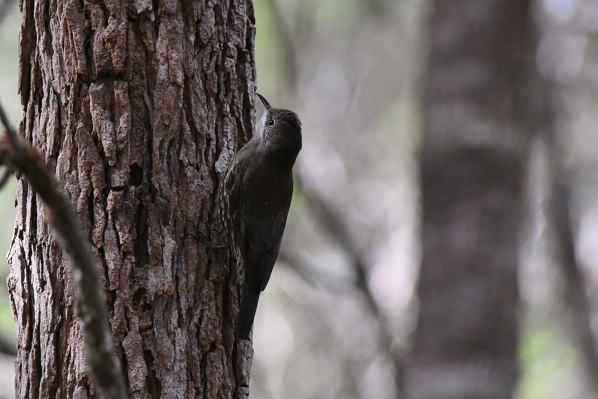 White-throated Treecreeper - ML61442351