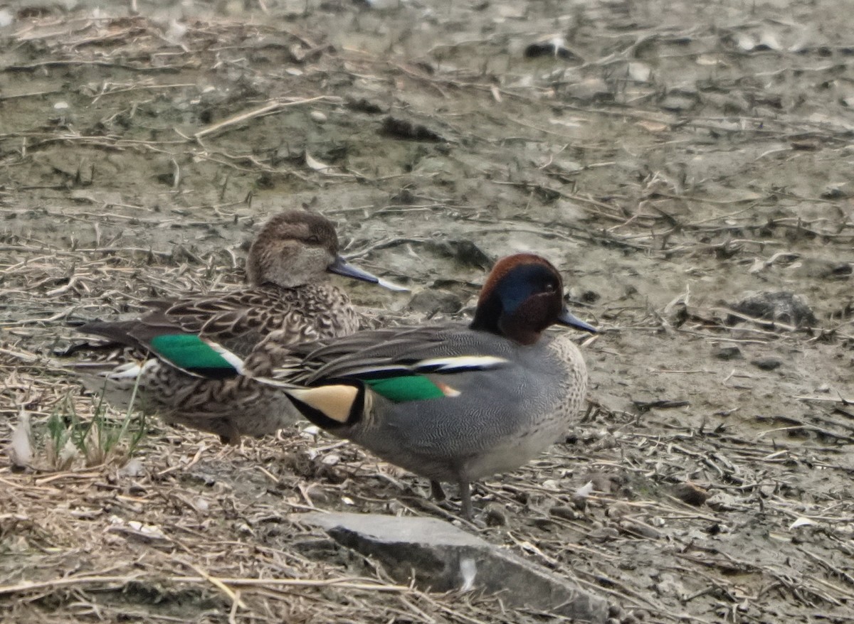 Green-winged Teal (Eurasian) - ML614423512