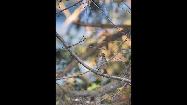 Red-flanked Bluetail - ML614423606