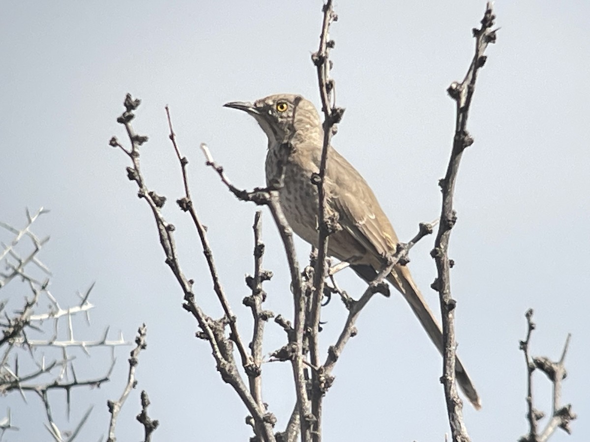 Bendire's Thrasher - ML614423662