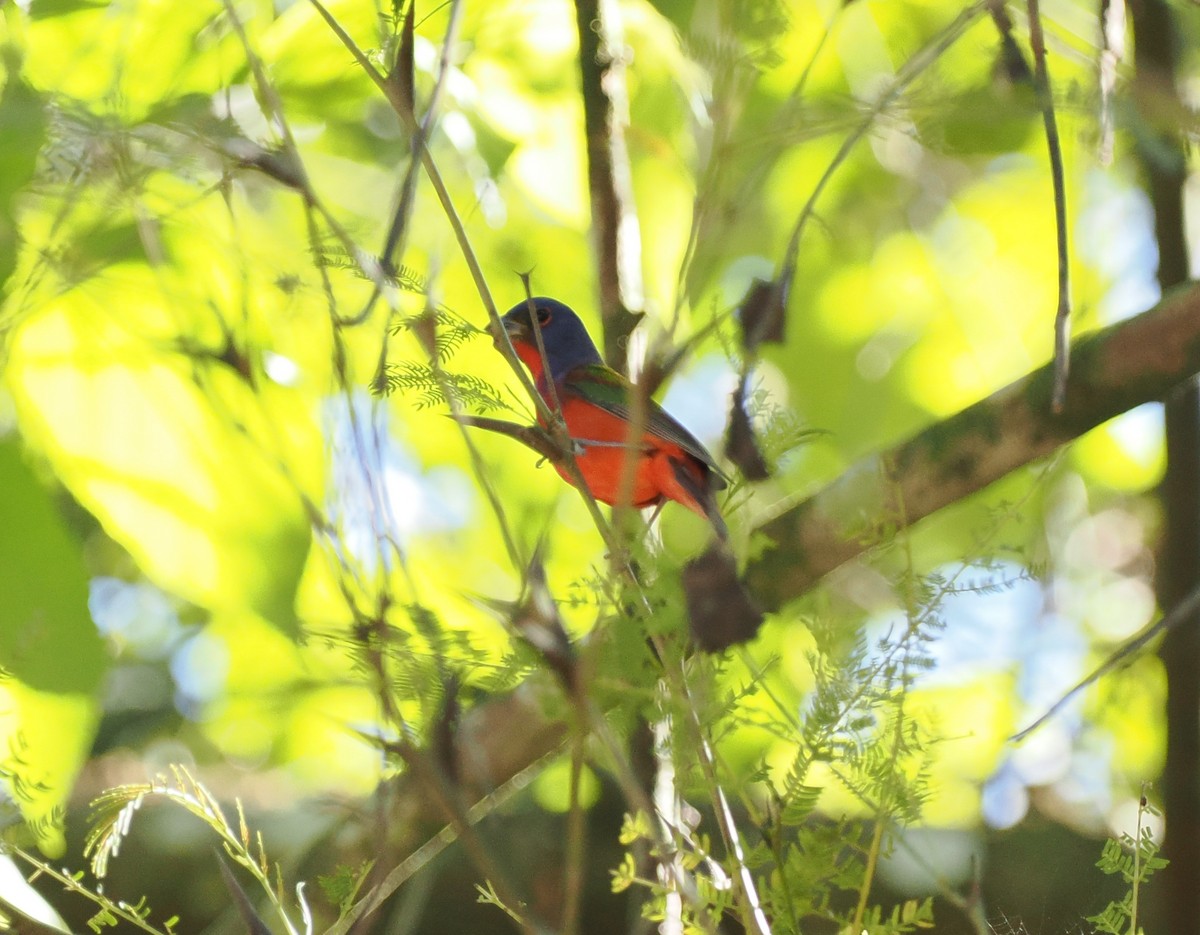 Painted Bunting - ML614423668