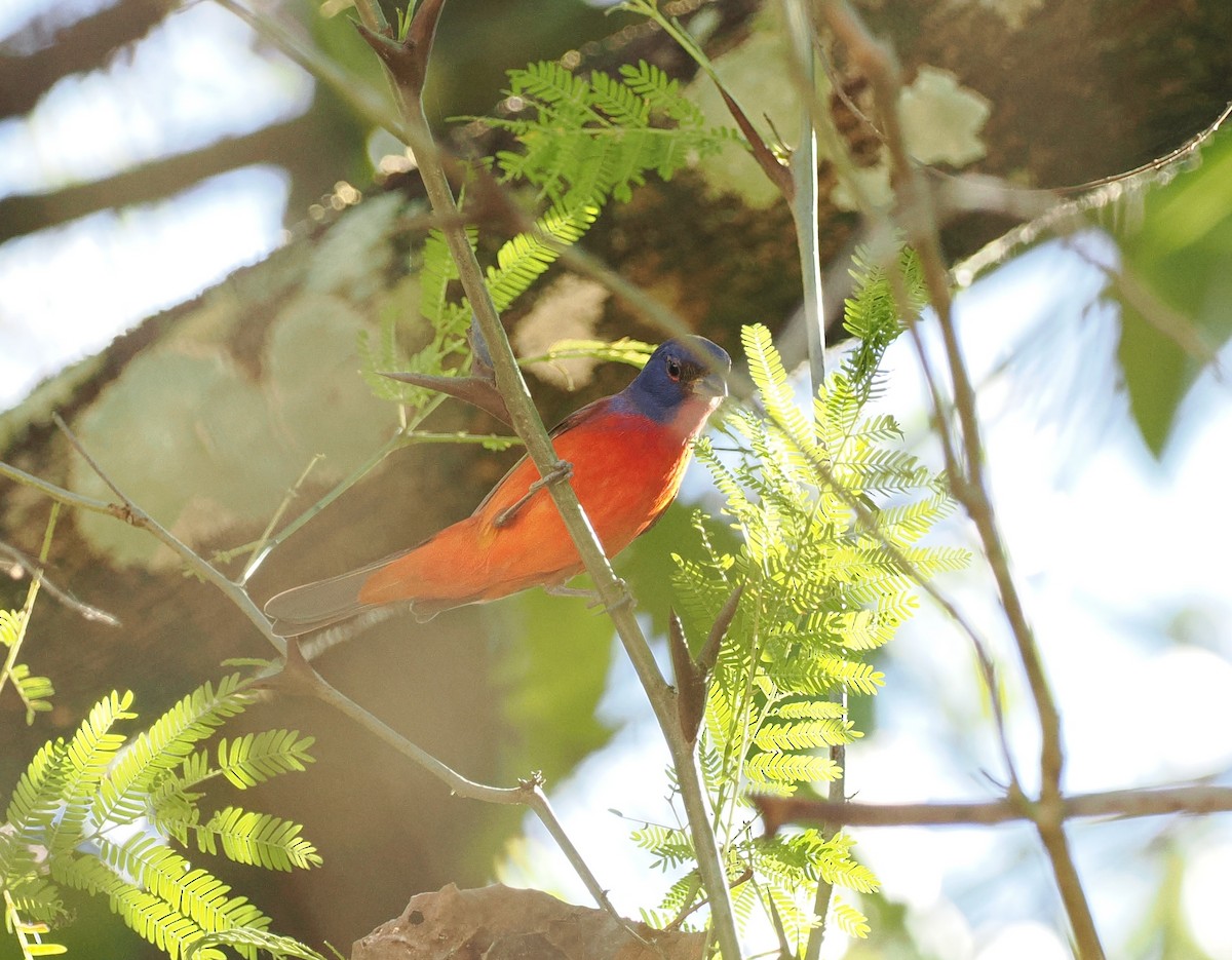Painted Bunting - ML614423670