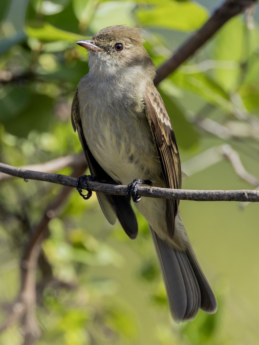 Caribbean Elaenia - ML614423696