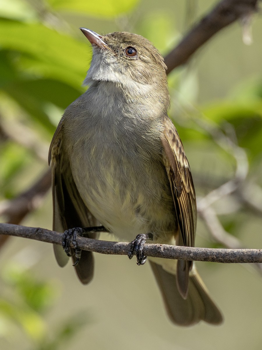 Caribbean Elaenia - ML614423698