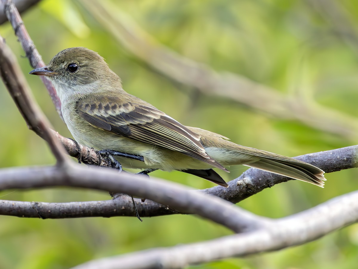 Caribbean Elaenia - Peter Kondrashov