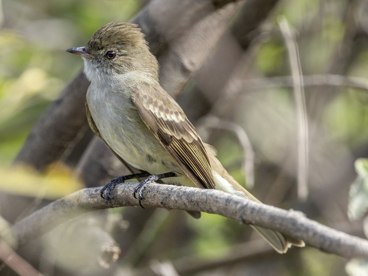 Caribbean Elaenia - ML614423723