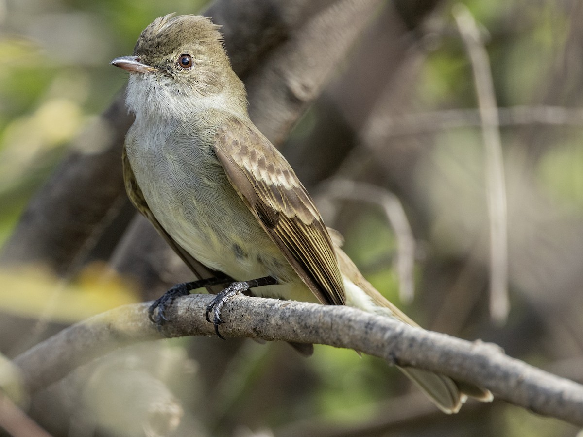 Caribbean Elaenia - ML614423725