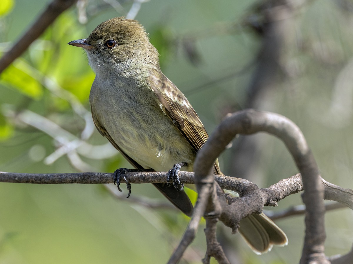 Caribbean Elaenia - ML614423726