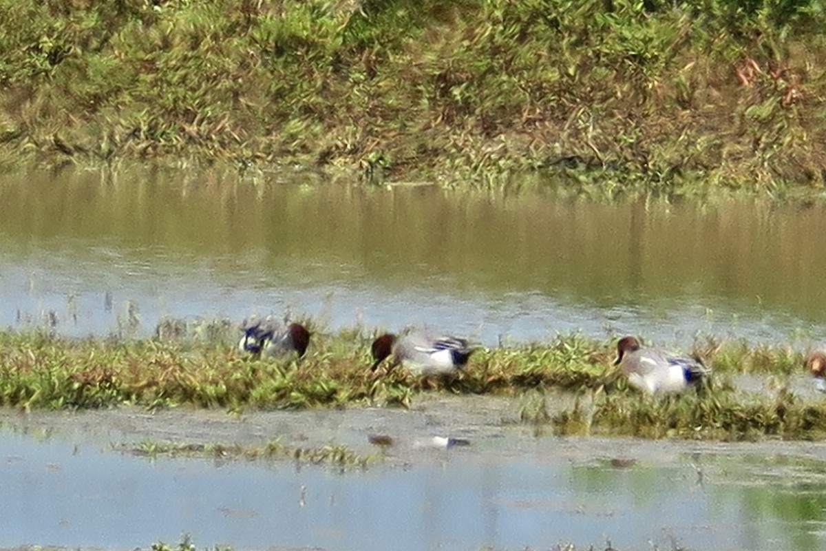 Eurasian Wigeon - ML614423738