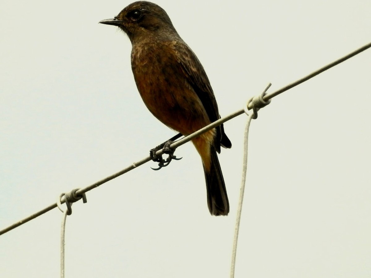 Pied Bushchat - ML614423832