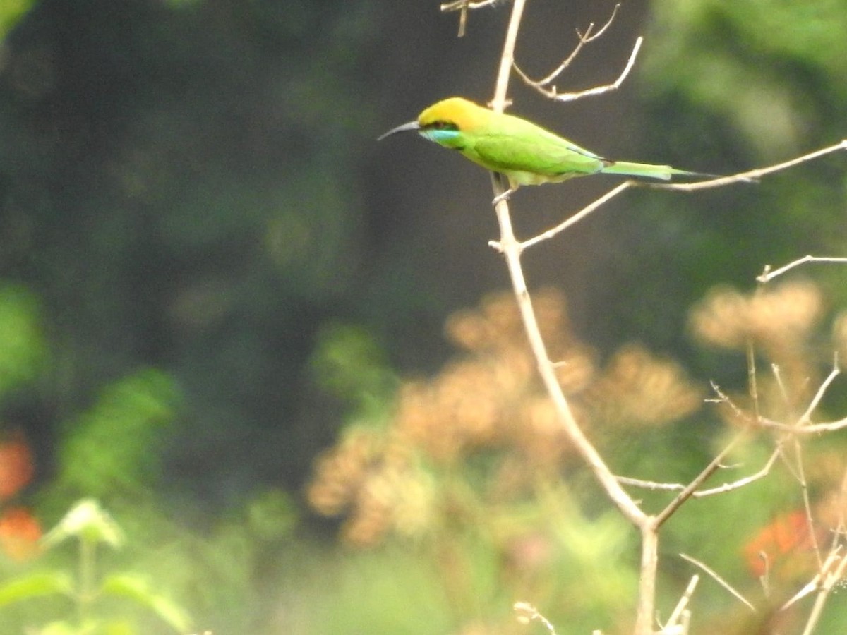 Asian Green Bee-eater - Prakash G
