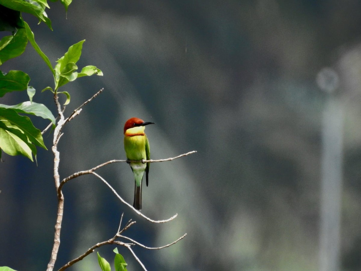 Chestnut-headed Bee-eater - ML614423846