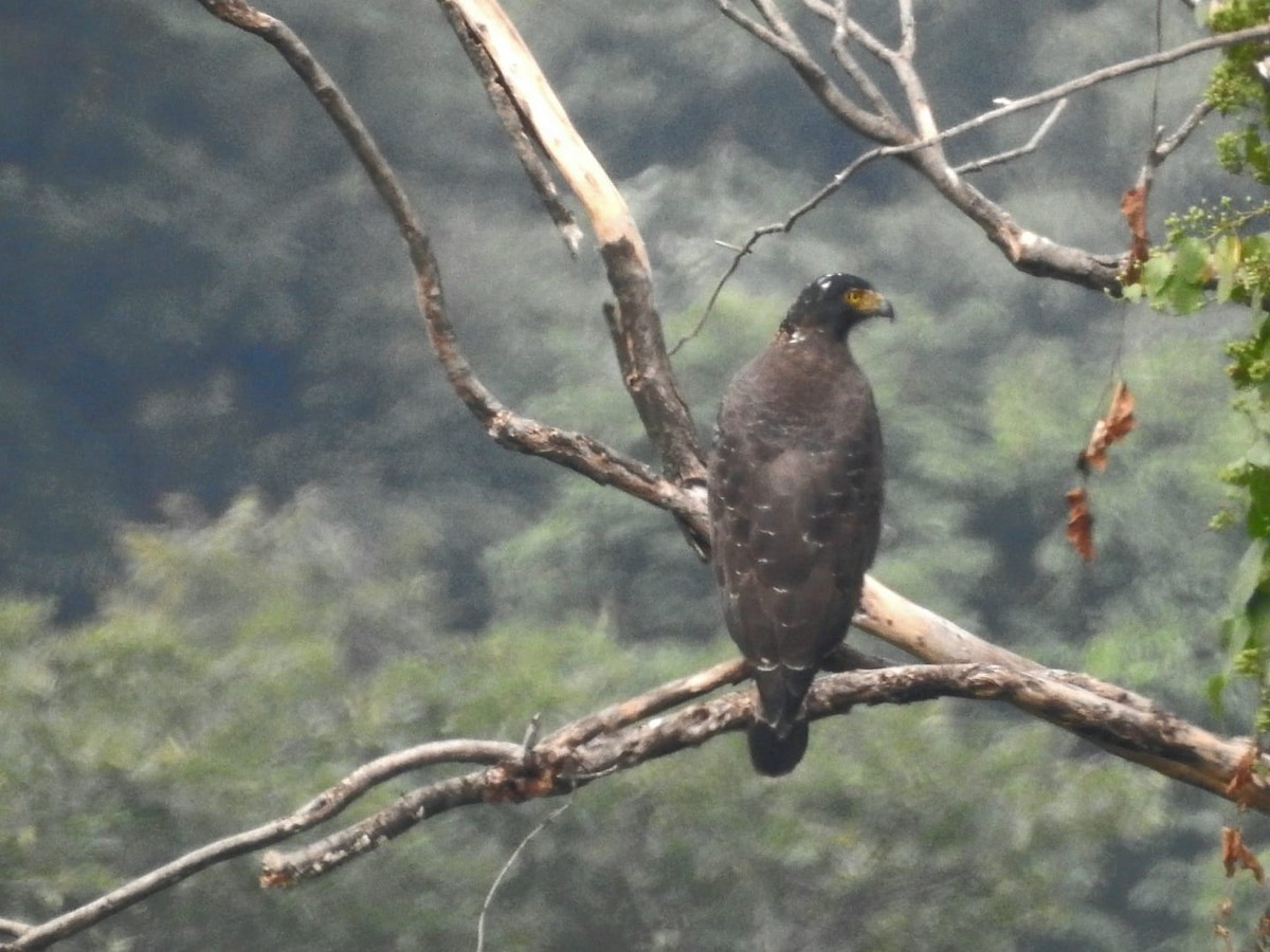 Crested Serpent-Eagle - ML614423851
