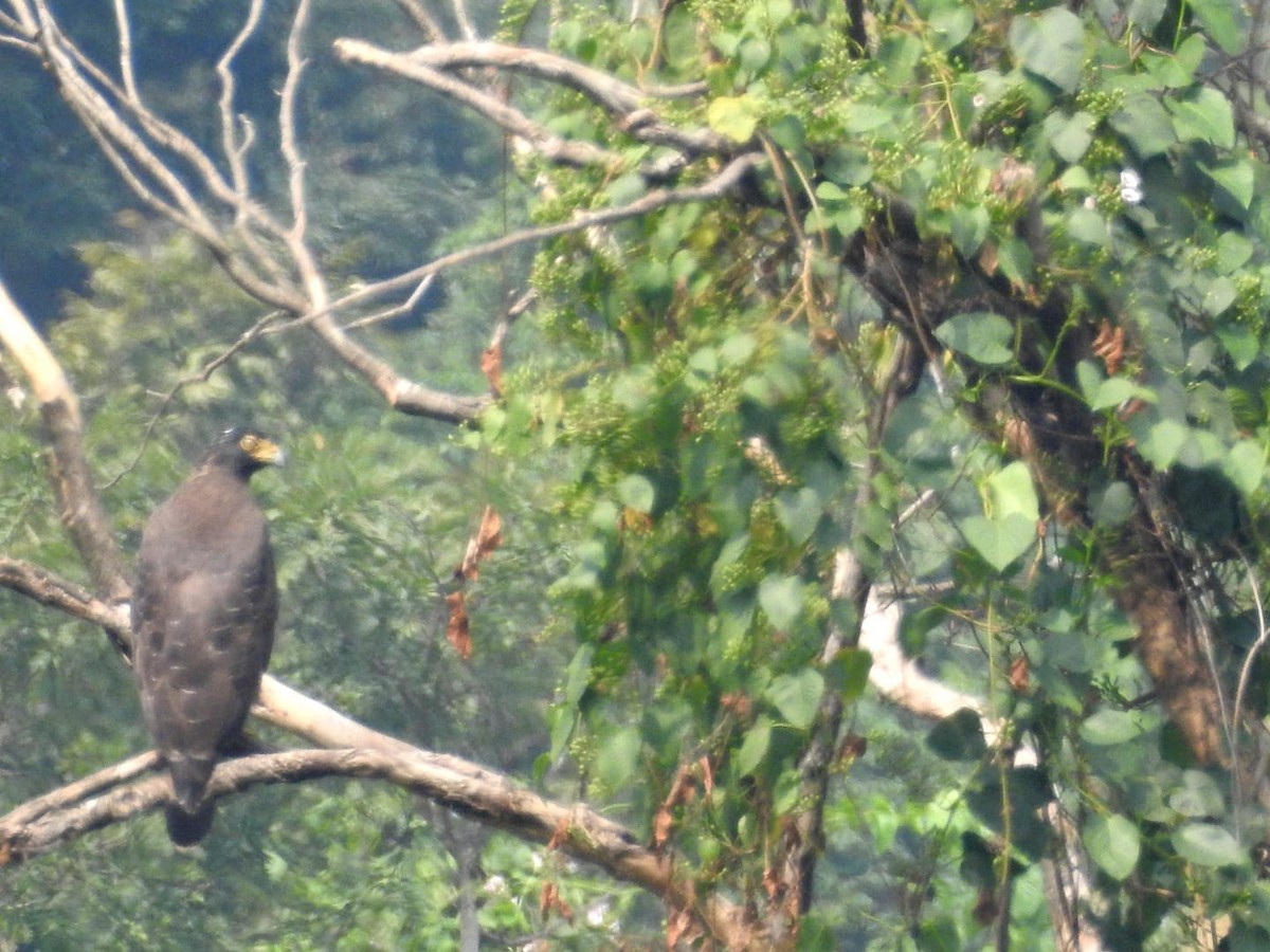 Crested Serpent-Eagle - ML614423852