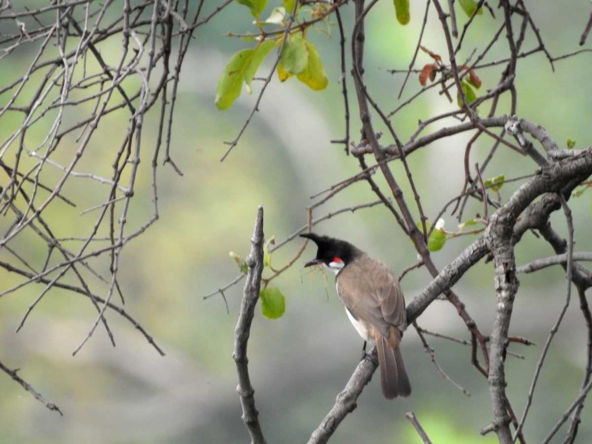 bulbul červenouchý - ML614423876