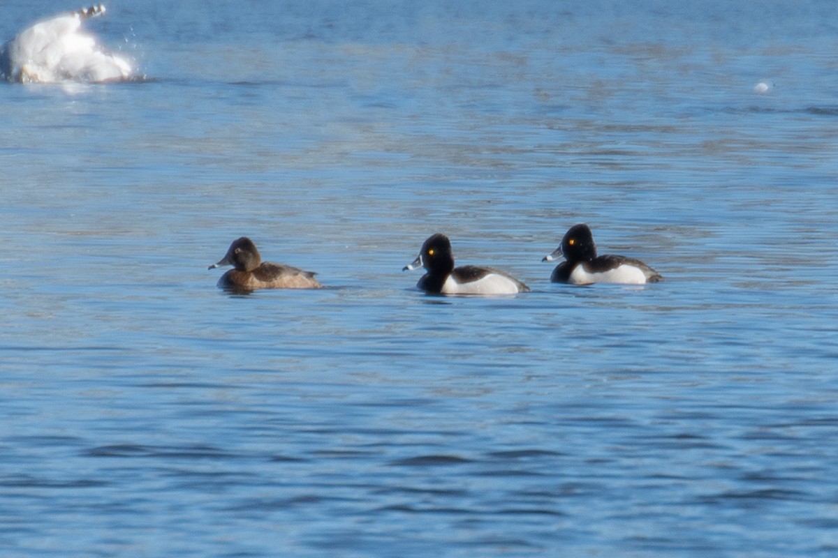 Ring-necked Duck - ML614423885