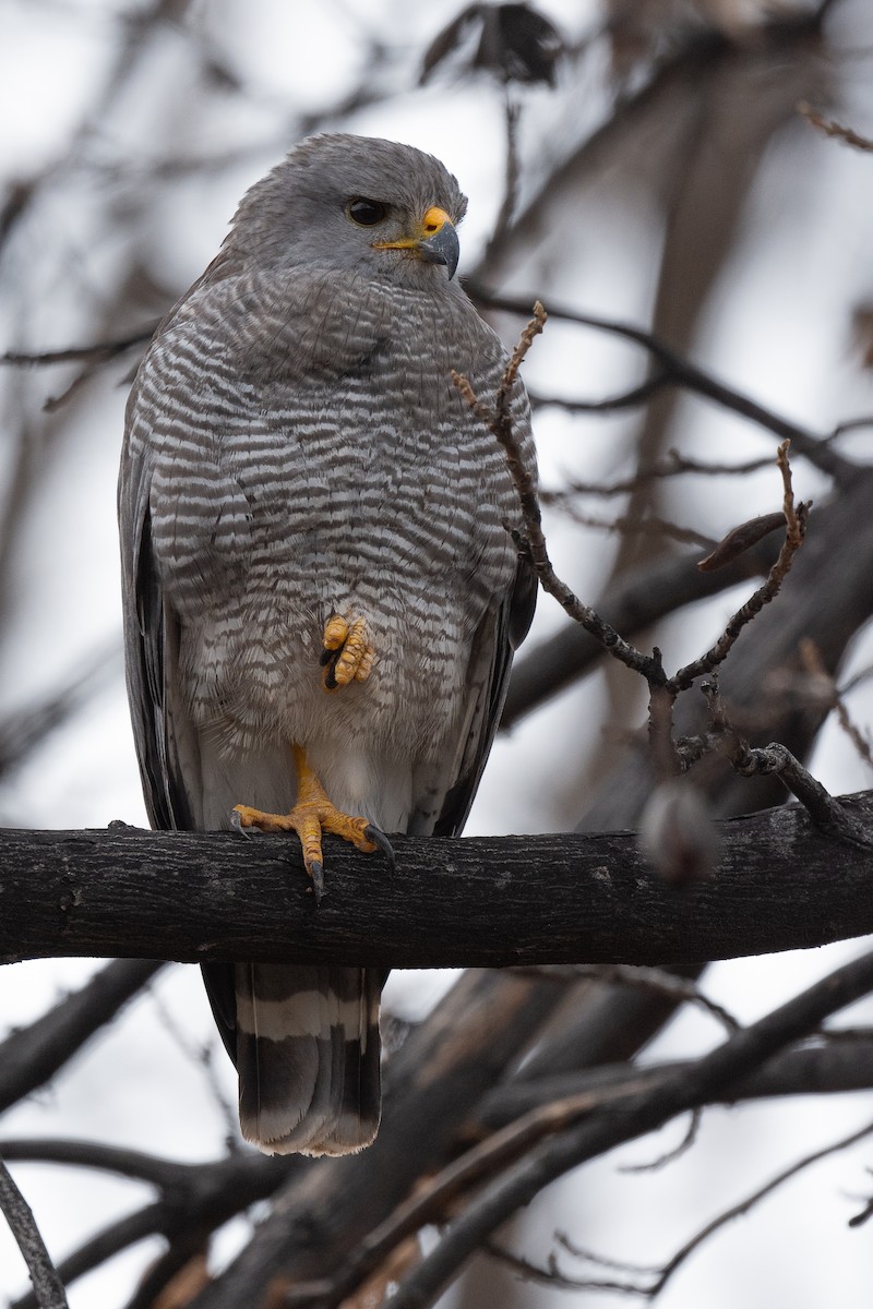 Gray Hawk - Mike Schijf