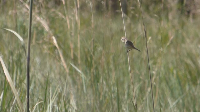 Pearly-bellied Seedeater - ML614423941