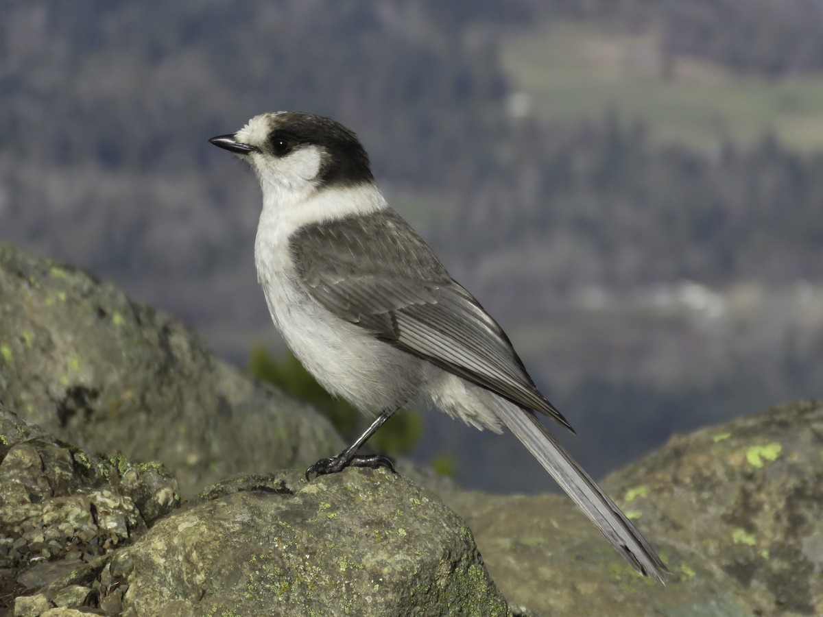 Canada Jay - ML614424056