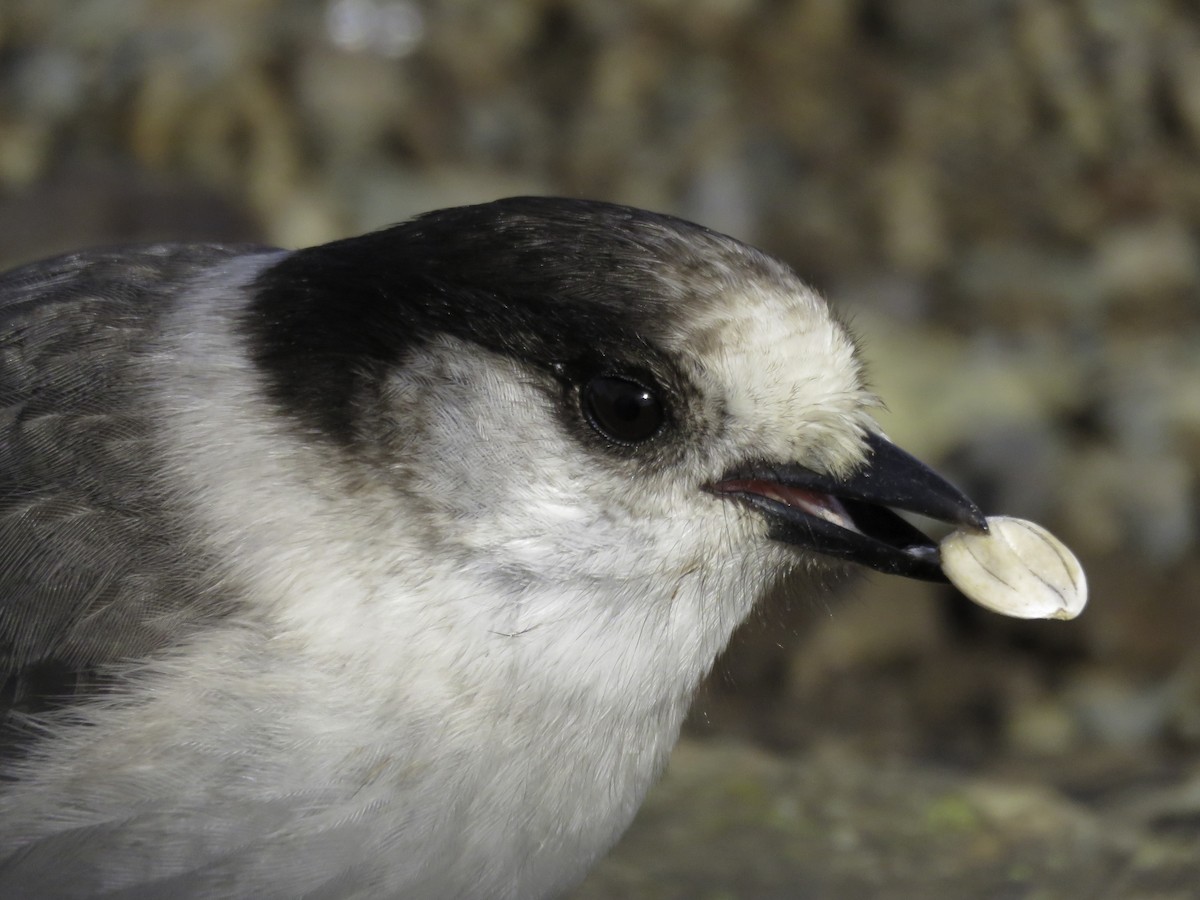 Canada Jay - ML614424062