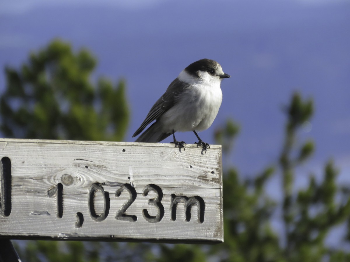 Canada Jay - Sebastián Pardo