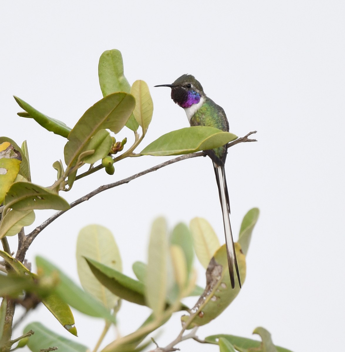 Peruvian Sheartail - ML614424077