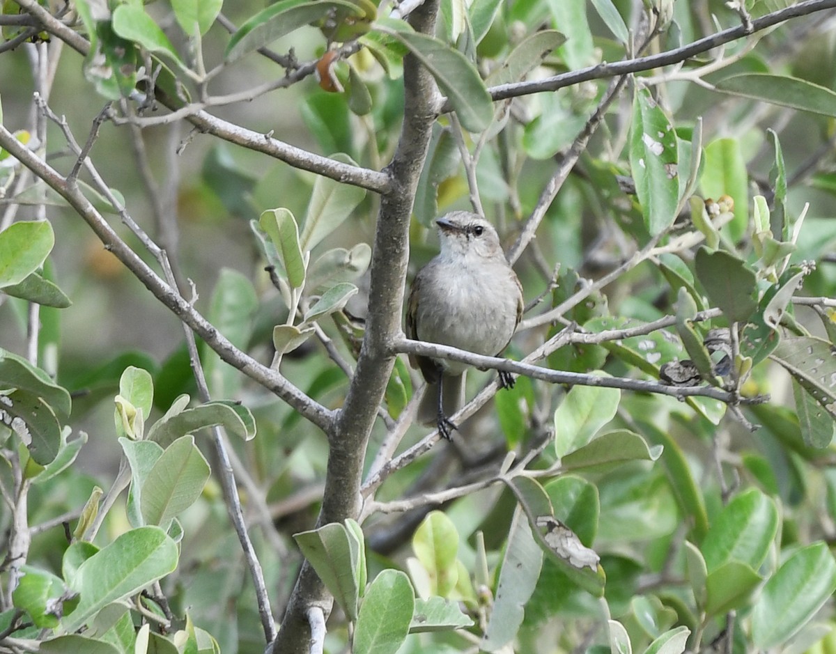 Tyranneau de Tumbes - ML614424090