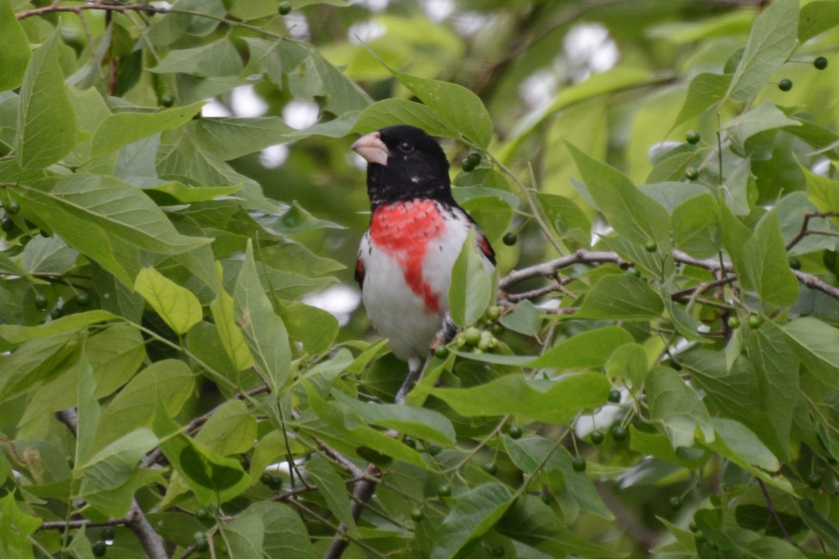 Rose-breasted Grosbeak - ML61442411