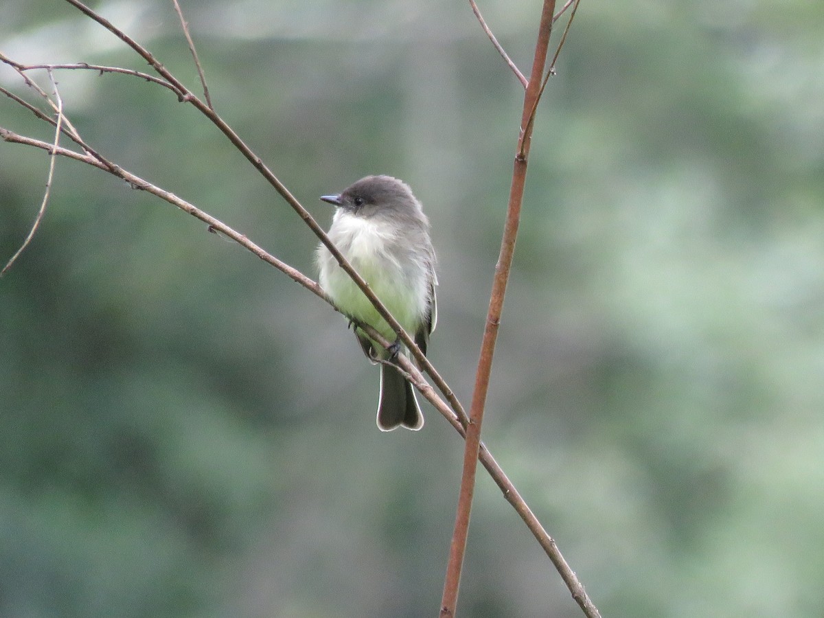 Eastern Phoebe - ML614424144