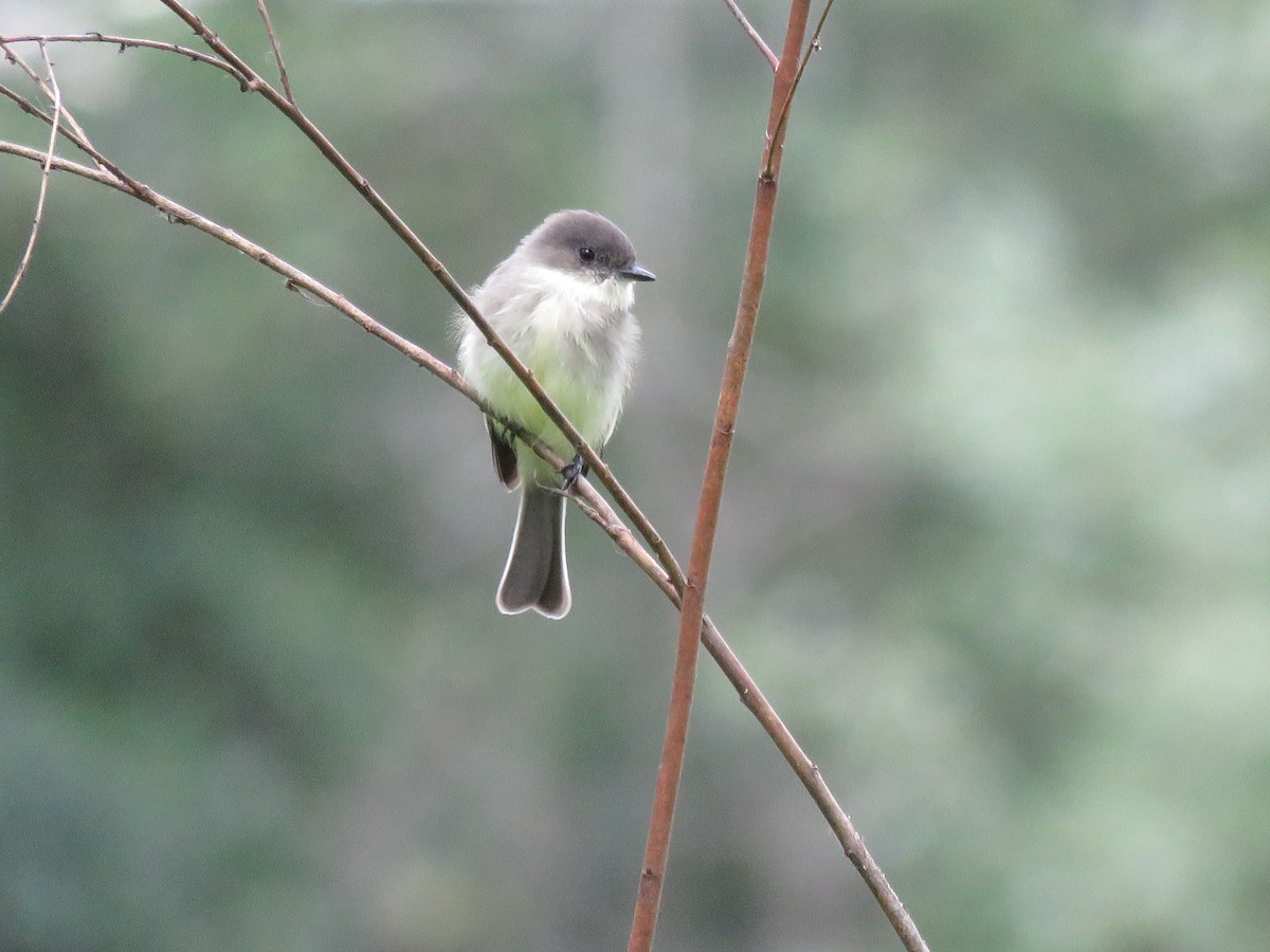 Eastern Phoebe - ML614424145