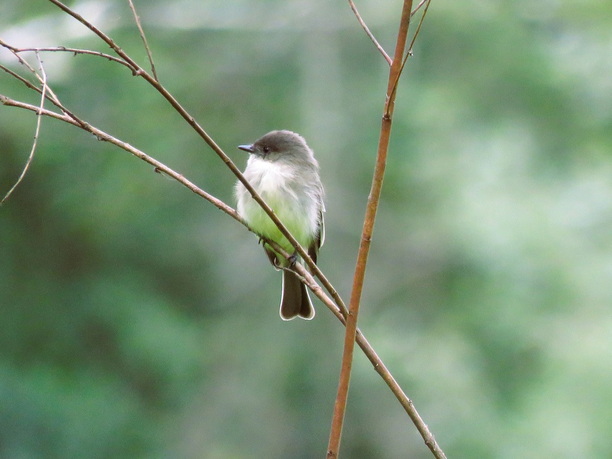 Eastern Phoebe - ML614424149