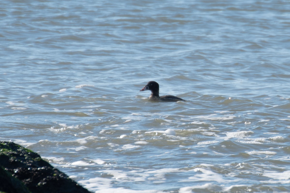 Surf Scoter - ML614424151