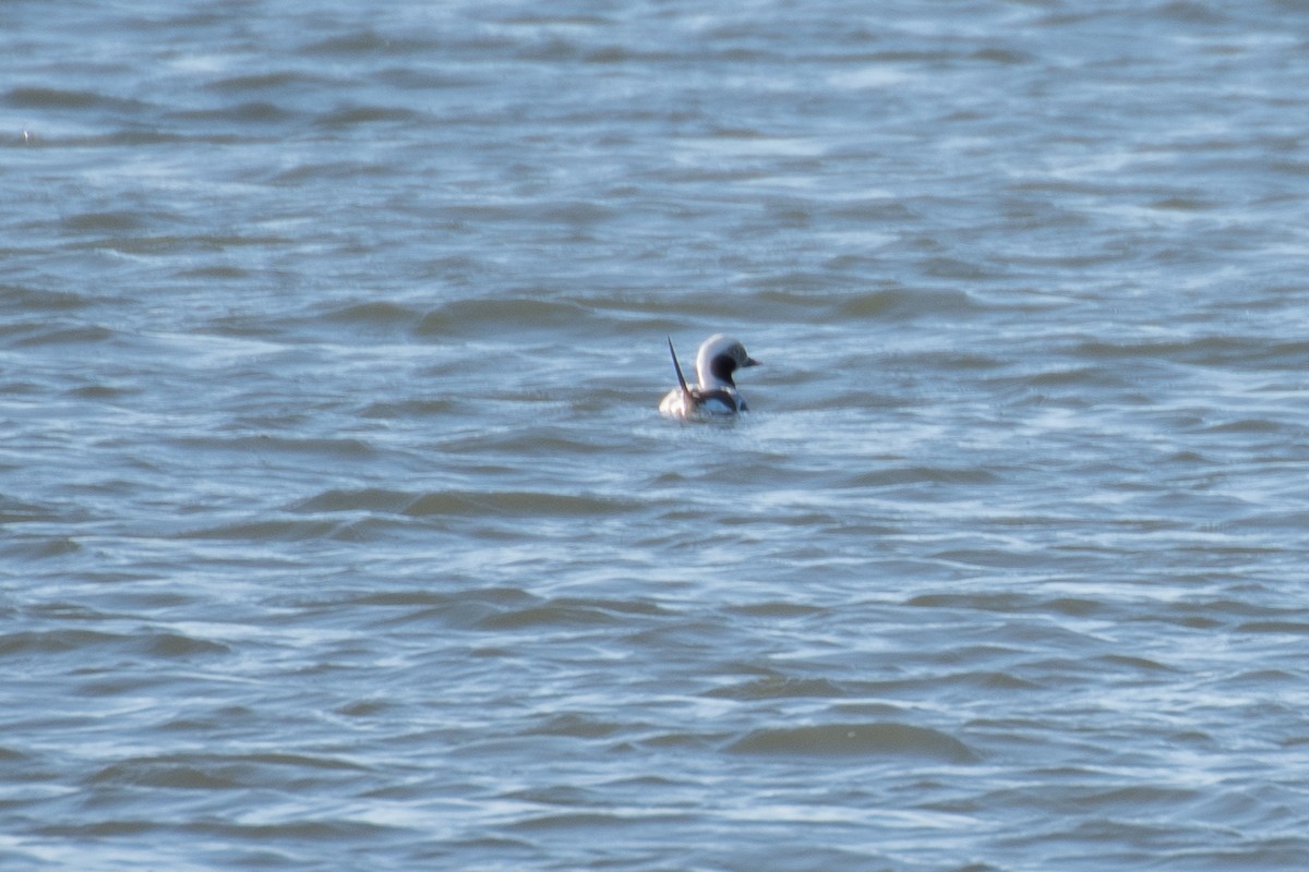 Long-tailed Duck - ML614424161