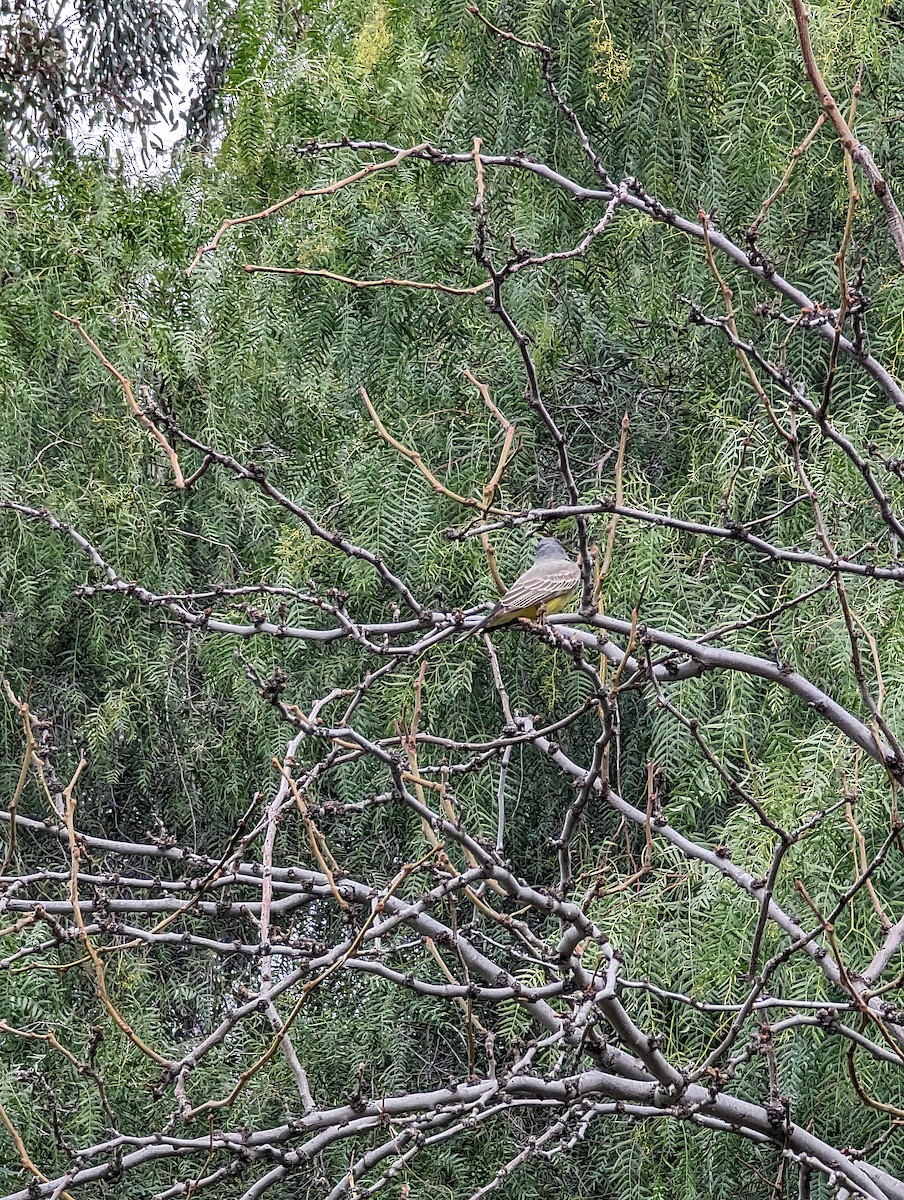 Cassin's Kingbird - ML614424177