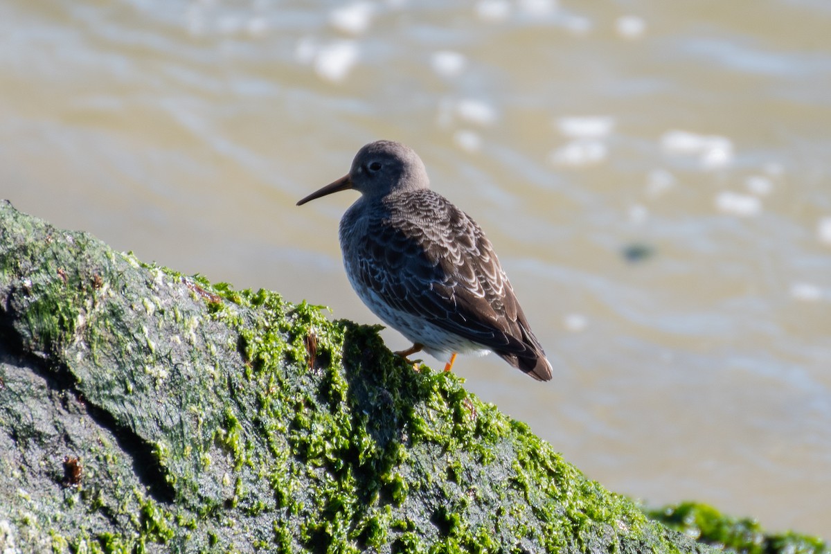 Purple Sandpiper - ML614424183