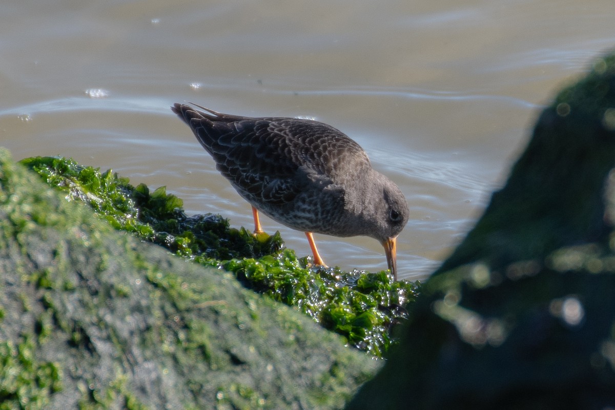 Purple Sandpiper - ML614424185