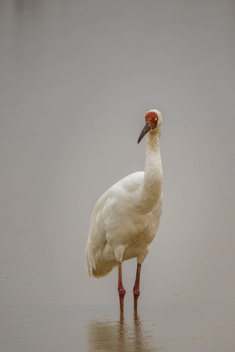 Siberian Crane - Falk Wirsam