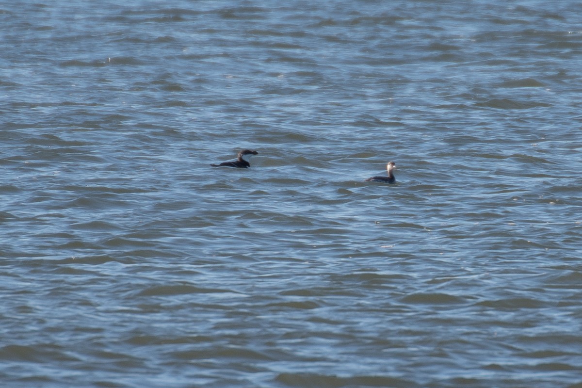 Razorbill - ML614424230