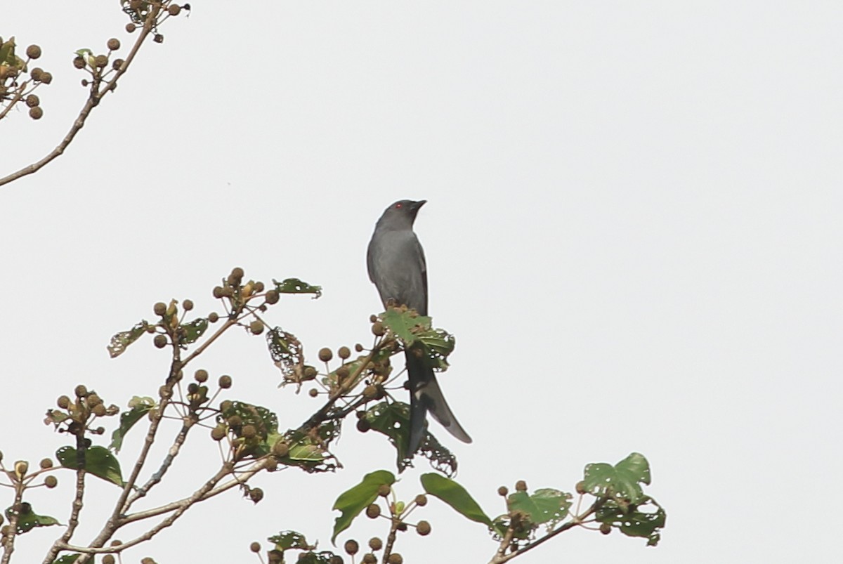 Ashy Drongo (Blackish) - ML614424245