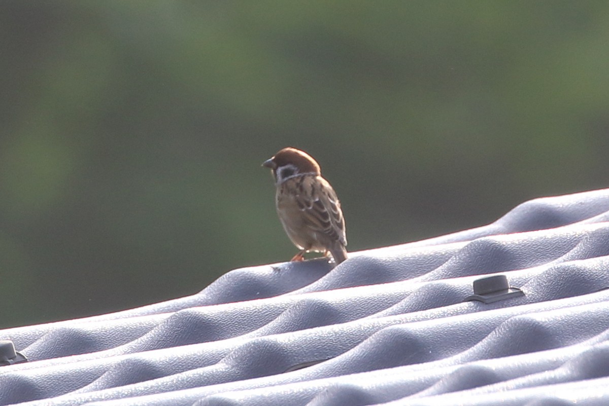 Eurasian Tree Sparrow - ML614424320