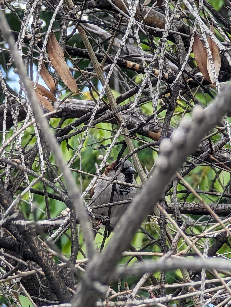 House Sparrow - ML614424330