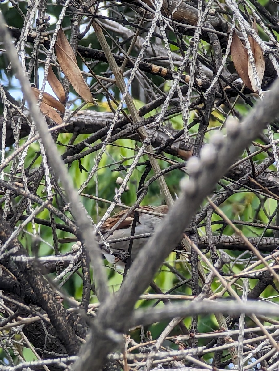 House Sparrow - ML614424336