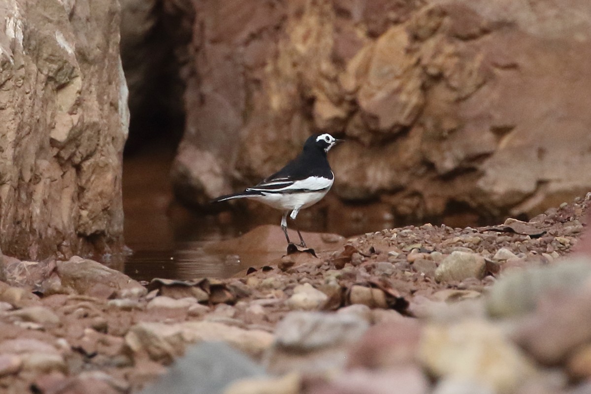 White Wagtail (Hodgson's) - ML614424338