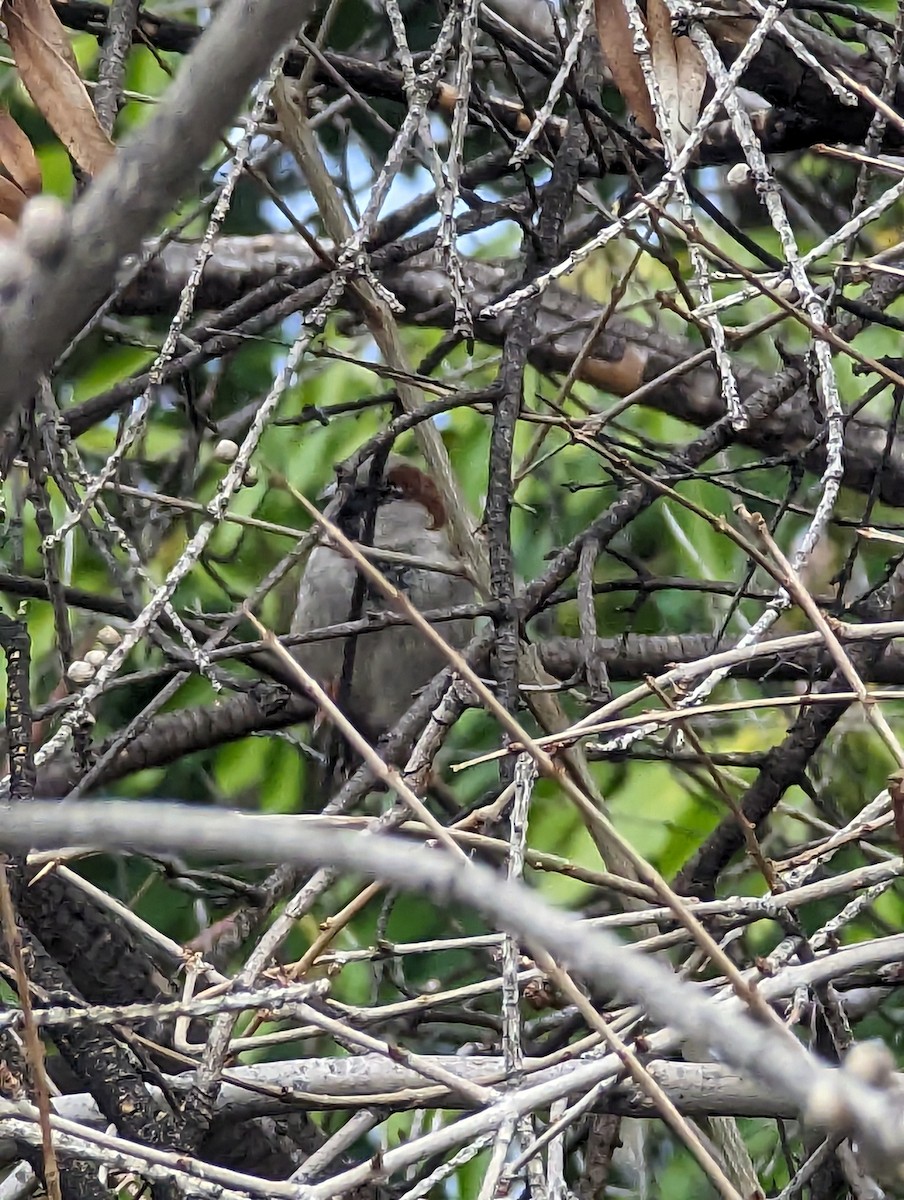 House Sparrow - ML614424340