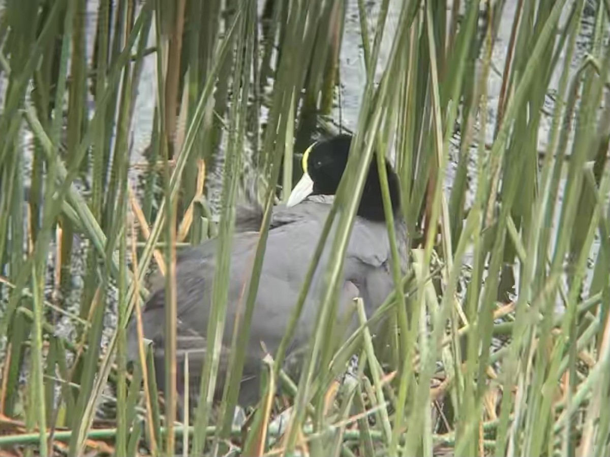 Slate-colored Coot - Will  Britton