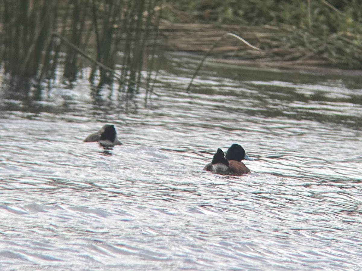 Andean Duck - ML614424391