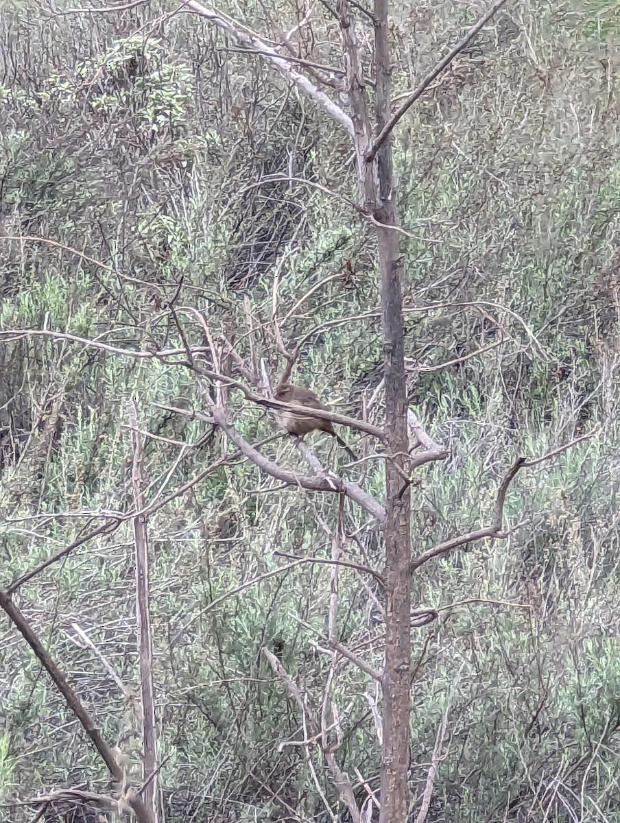 Bewick's Wren - ML614424464