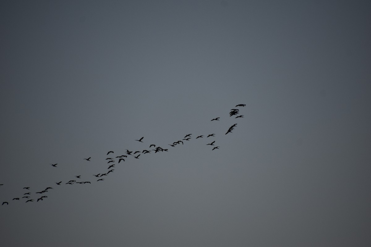 White-faced Ibis - ML614424476