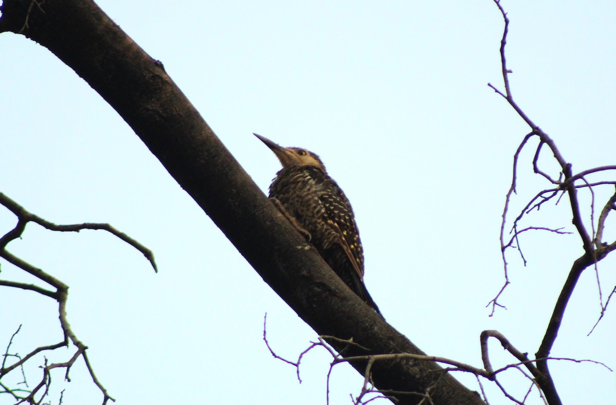 Carpintero Pitío - ML614424496